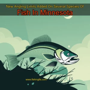 Read more about the article New Angling Limits Added On Several Species Of Fish In Minnesota