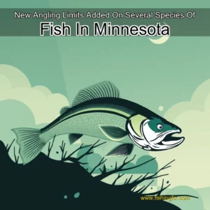 Read more about the article New Angling Limits Added On Several Species Of Fish In Minnesota