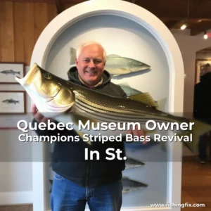 Read more about the article Quebec Museum Owner Champions Striped Bass Revival In St.
